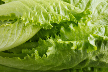 Salad and Basil on a white background. Minimum concept