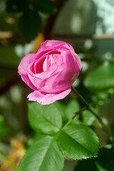 薔薇　ルイーズ・オディエ