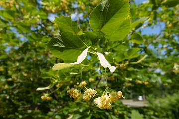 Bloom of linden tree in mid June