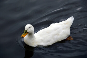 White Pekin duck with drops of water on head swimming in the pond