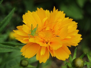 Yellow flower with a small grig 