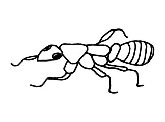 Hand drawn ant in doodle style isolated on white background. Vector illustration. Coloring page.