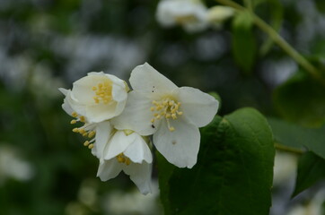 Fototapeta premium Jasmine flowers blossoming on bush in sunny day