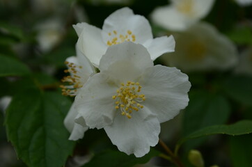 Naklejka na ściany i meble Jasmine flowers blossoming on bush in sunny day