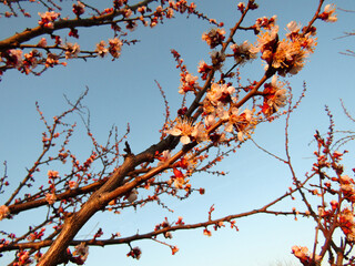 Blooming apricot in spring