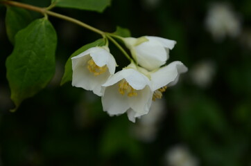 Jasmine flowers blossoming on bush in sunny day