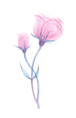 Pink transparent eustoma, x-ray of the eustoma flower, delicate flower, stem with leaves, petals and pistils, hand-drawn watercolors, drawing of the flower structure isolated on a white background