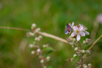 Zygène de la filipendule
