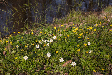 Obraz premium Buschwindröschen (Anemone nemorosa), Nordrhein-Westfalen, Deutschland, Europa