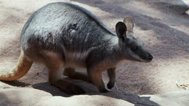 Cute Wallaby Looking Around and Hopping Out of Frame