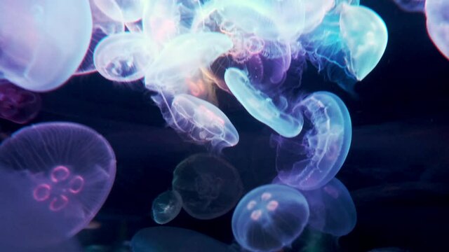 Colorful Jellyfish Moving in Slow Motion