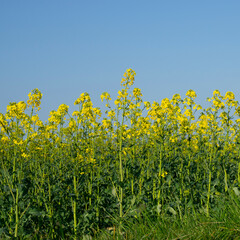 Blühender Raps (Brassica napus), Nordrhein-Westfalen, Deutschland, Europa