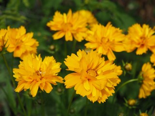 Beautifil yellow Sunray Tickseed, Coreopsis grandiflora 'Sunray' flowers in Hungarian rural area 