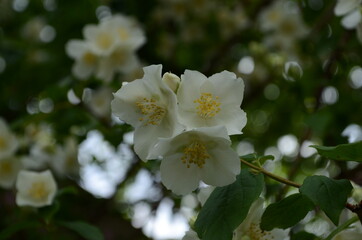 Obraz na płótnie Canvas Jasmine flowers blossoming on bush in sunny day
