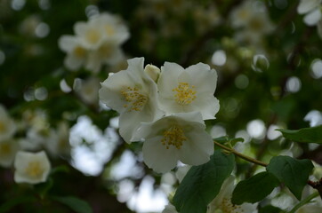 Fototapeta premium Jasmine flowers blossoming on bush in sunny day
