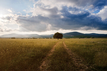 Fototapeta premium lonely old oak in a field at spring sunset