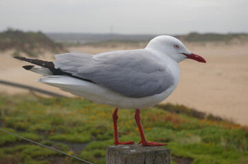 A Silver Gull at Port Campbell National Park, Victoria, Australia.