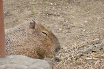 旭山動物園　カピバラ
