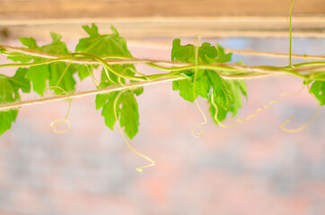 Green leaves hanging outside window in summer season