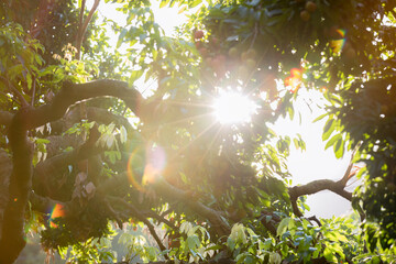 Lychee fruits in growth on tree in the sunrise