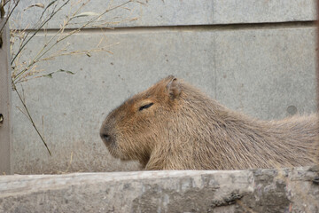 旭山動物園　カピバラ
