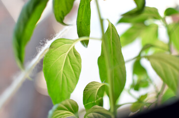 Green leaves hanging outside window in summer season