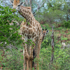 Giraffe with calf