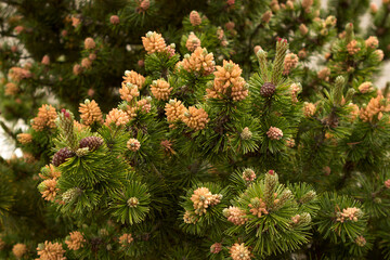 A beautiful young pine tree with cones grows near a private house with a fence.