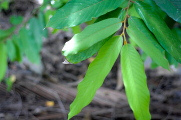 beauty in Nature close-up day Freshness Green colo