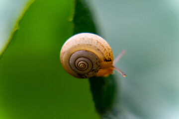 snail on a leaf