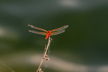 primo piano di una libellula rossa su sfondo naturale sfocato di colore verde chiaro