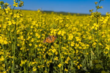 Vanessa cardui bright butterfly on yellow flowers of rape