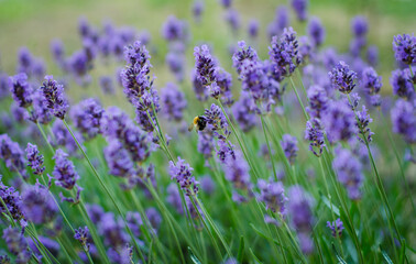 Fototapeta premium field of lavender