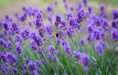 field of lavender