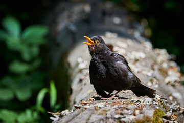 Common blackbird male singing , bird closeup (Turdus merula)
