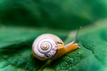 snail on a leaf