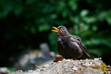 Common blackbird male singing, bird closeup (Turdus merula)