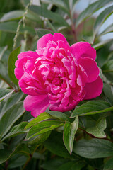 Pink peony blossom with ants