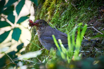 Common blackbird feeding (Turdus merula) female bird