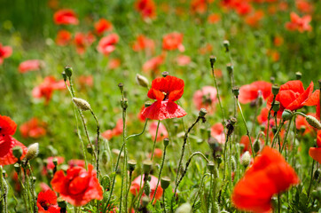 field of red poppies
