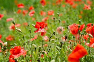 field of red poppies