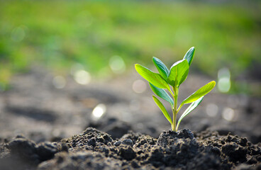 Young plant in the morning light on nature background, the concept of saving the world and reducing global warming.