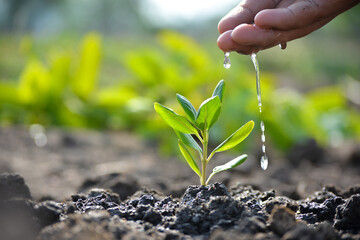 Farmer's hand watering a young plant. Earth day concept