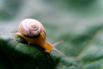 snail on a leaf