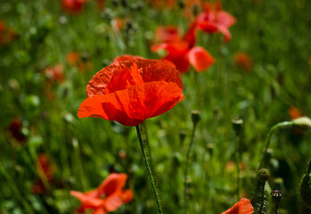 red poppy flower