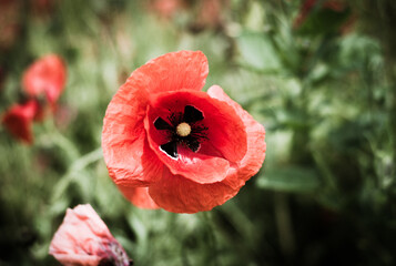 red poppy flowers