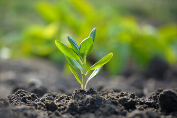 Young plant in the morning light on nature background, the concept of saving the world and reducing global warming.