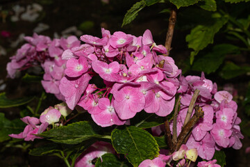 closeup of pink hydrangeas with natural green background