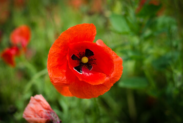 red poppy field