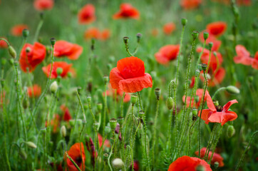 poppy flowers in field